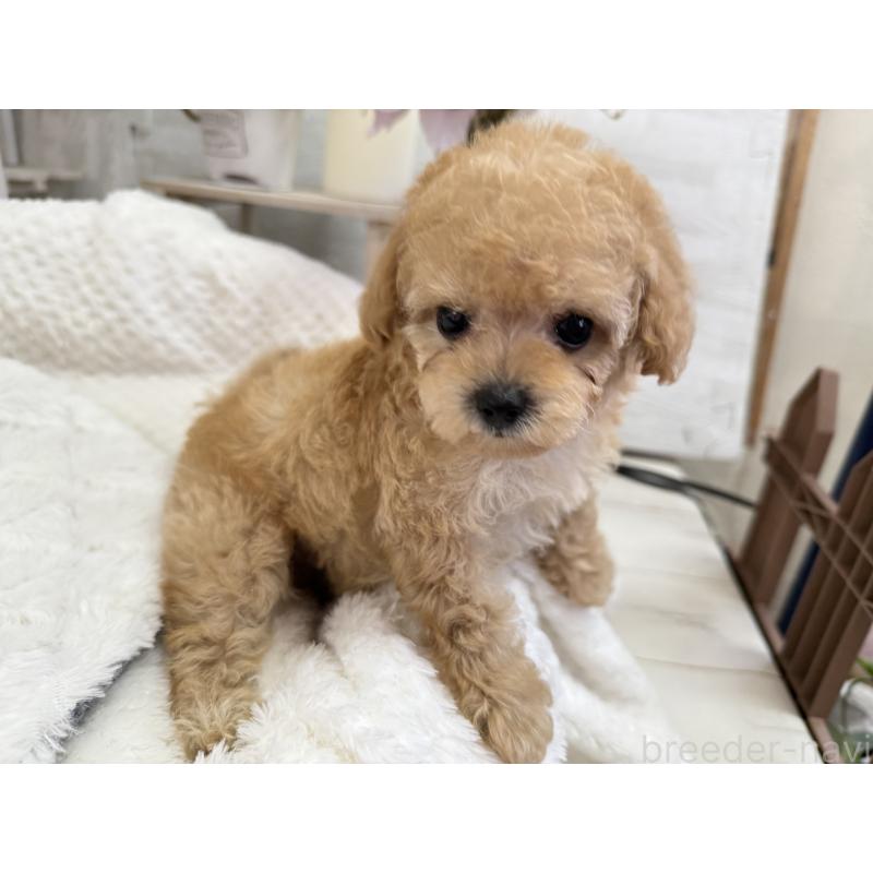 成約済の京都府のトイプードル-405966の7枚目