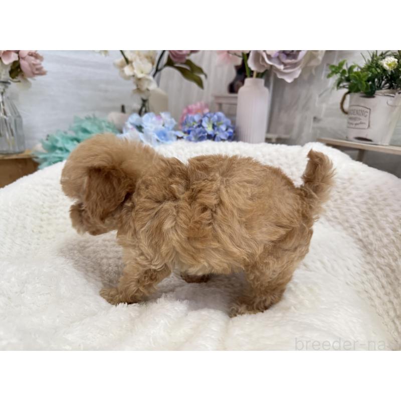 成約済の京都府のトイプードル-405966の6枚目