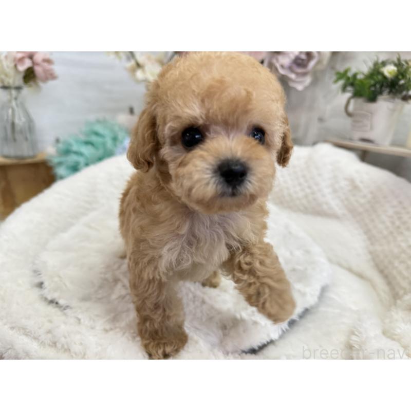 成約済の京都府のトイプードル-405966の5枚目