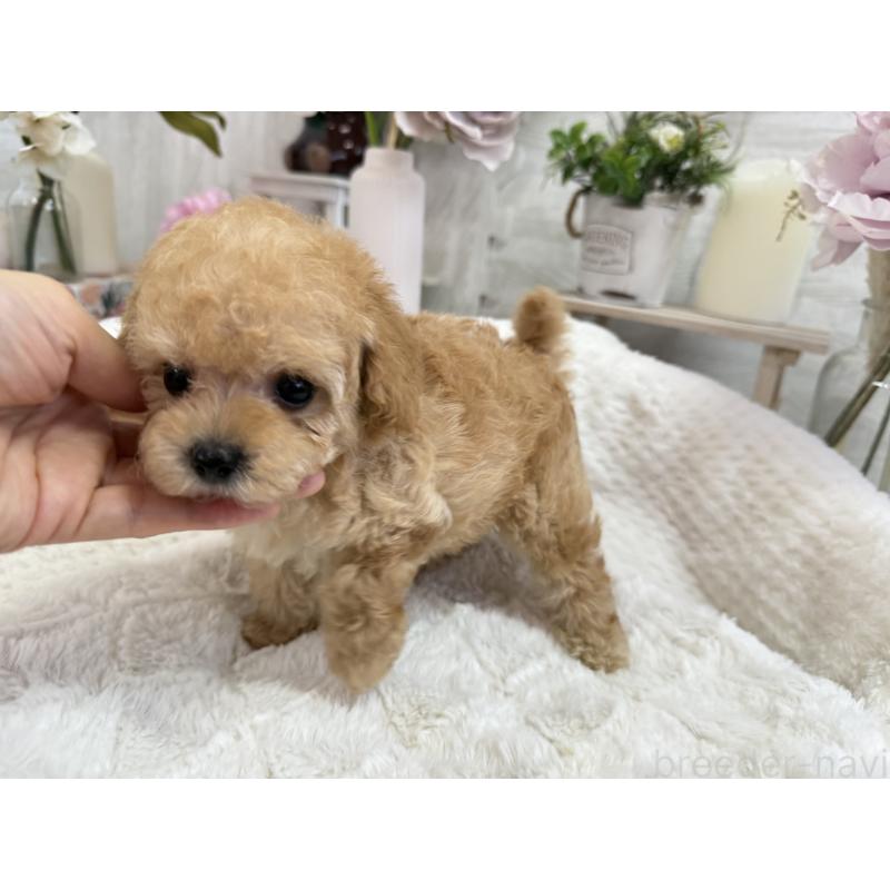 成約済の京都府のトイプードル-405966の4枚目