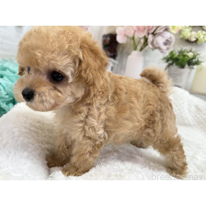 成約済の京都府のトイプードル-405966の3枚目