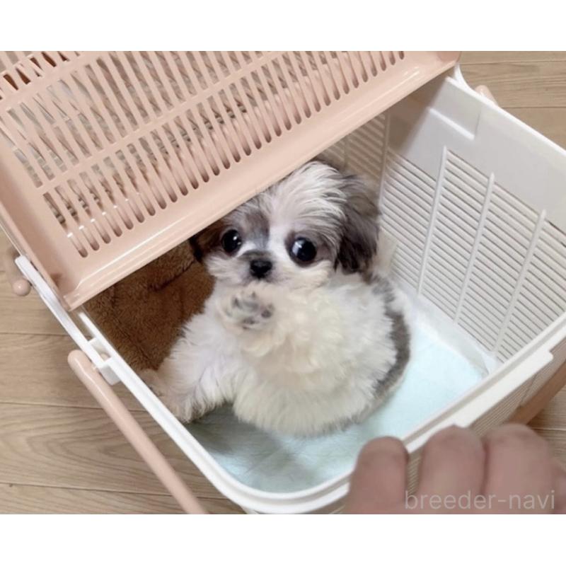販売中の東京都のミックス犬-410216の2枚目