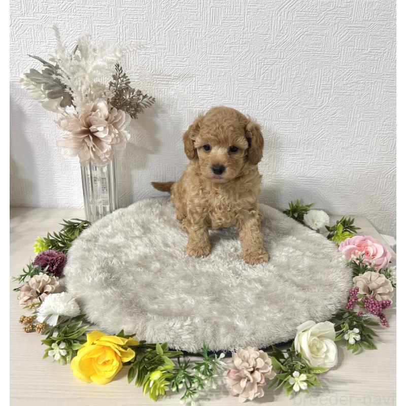 成約済の愛知県のタイニープードル-407168の6枚目