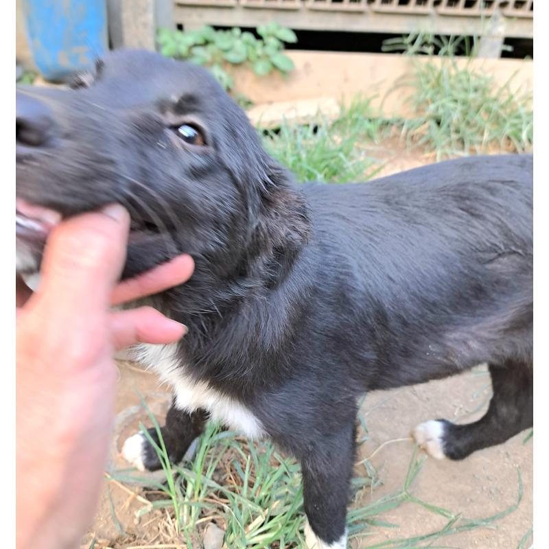 成約済の千葉県のミックス犬-388037の7枚目