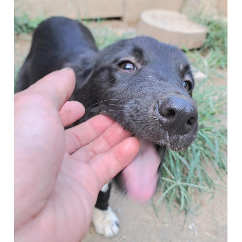 成約済の千葉県のミックス犬-388037の6枚目