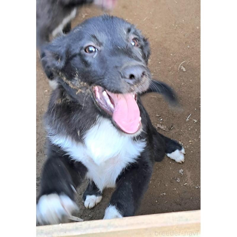 販売中の千葉県のミックス犬-388037