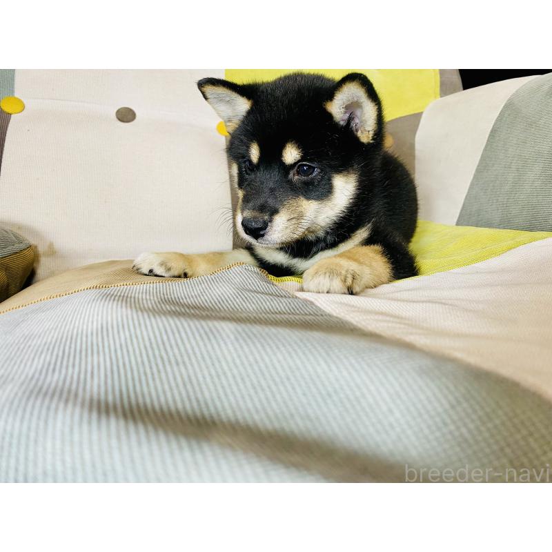 成約済の静岡県の豆柴-409793の5枚目