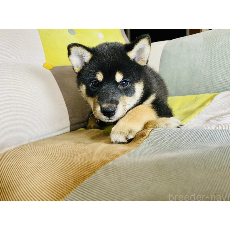 成約済の静岡県の豆柴-409793の4枚目