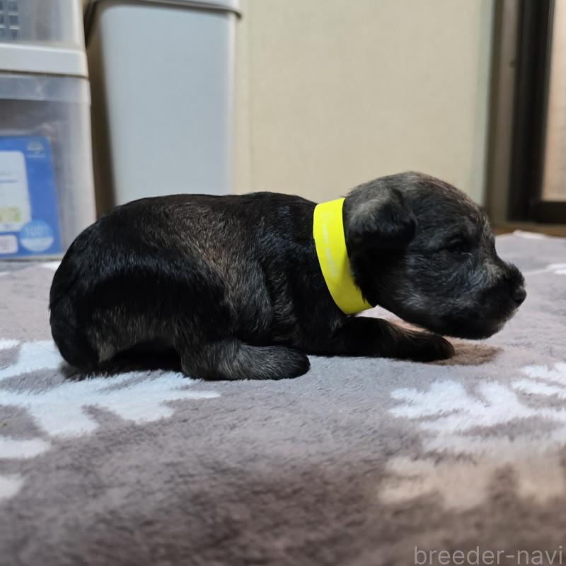 販売中の岡山県のミニチュアシュナウザー-410243の4枚目
