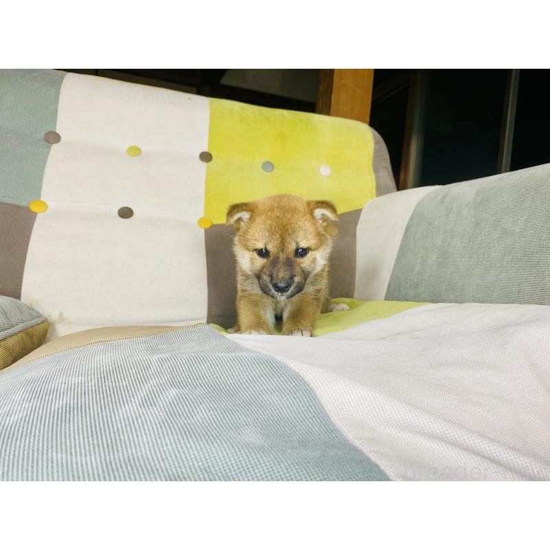 成約済の静岡県の豆柴-409796の9枚目