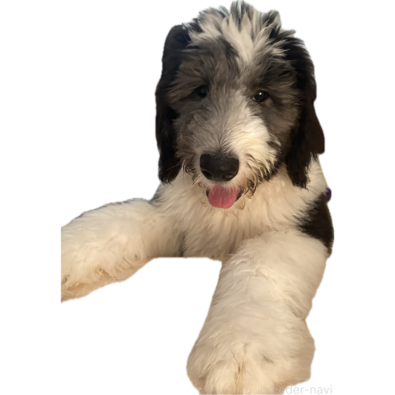 販売中の大分県のミックス犬-394444の3枚目