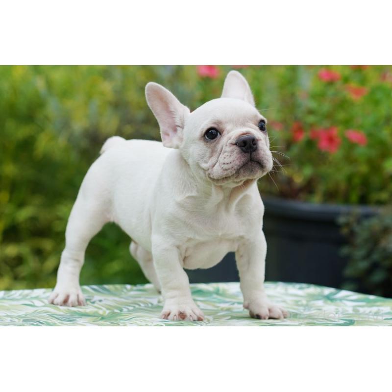 成約済の京都府のフレンチブルドッグ-399348の8枚目