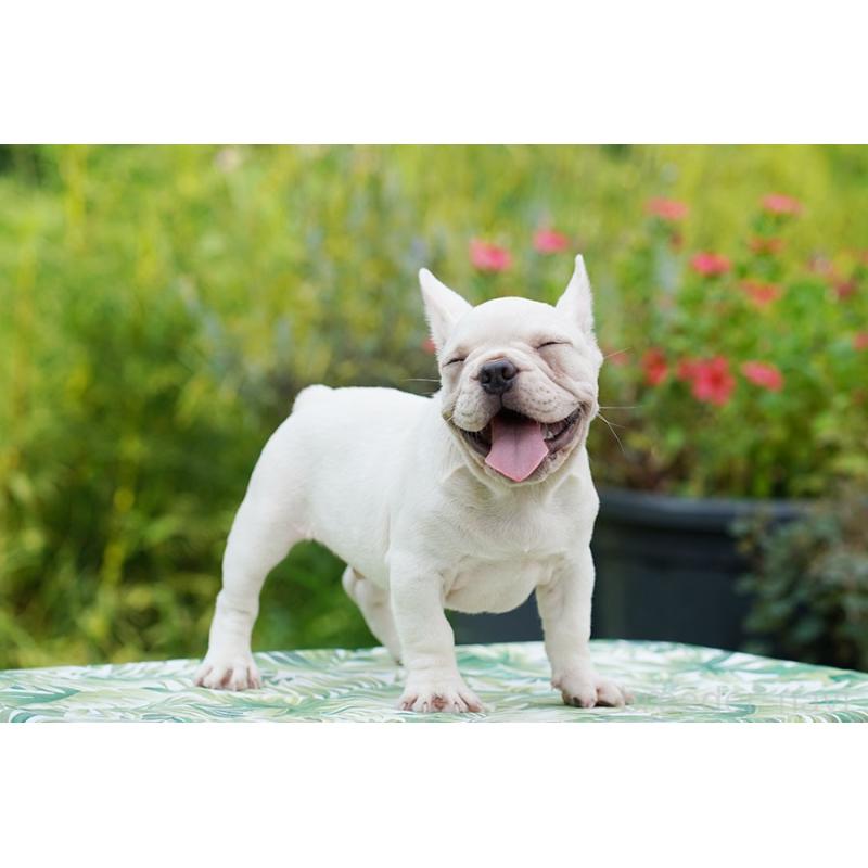 成約済の京都府のフレンチブルドッグ-399348の7枚目