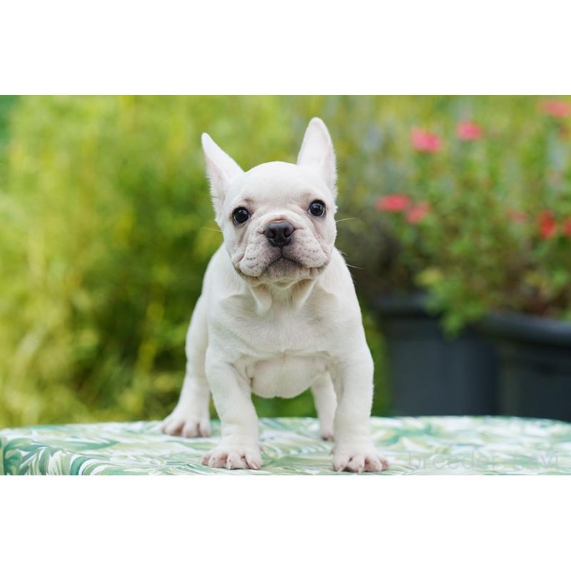 成約済の京都府のフレンチブルドッグ-399348の6枚目