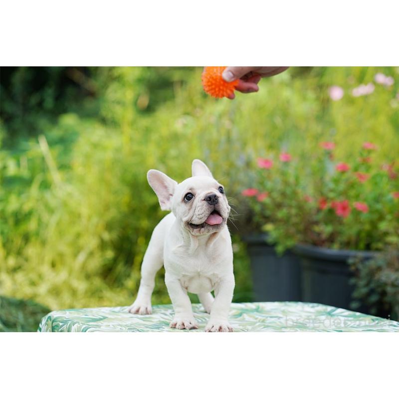 成約済の京都府のフレンチブルドッグ-399348の4枚目