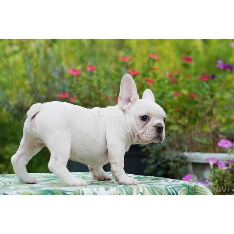 成約済の京都府のフレンチブルドッグ-399348の5枚目