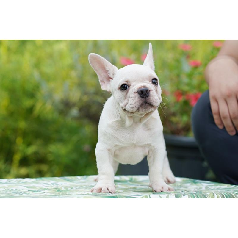 成約済の京都府のフレンチブルドッグ-399348の3枚目