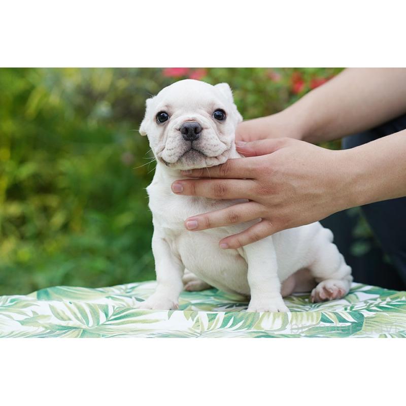 成約済の京都府のフレンチブルドッグ-399348の2枚目