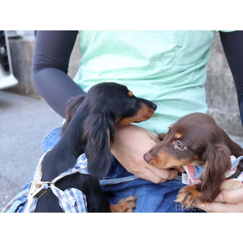 成約済の愛知県のミニチュアダックスフンド(ロングヘアード)-409131の8枚目