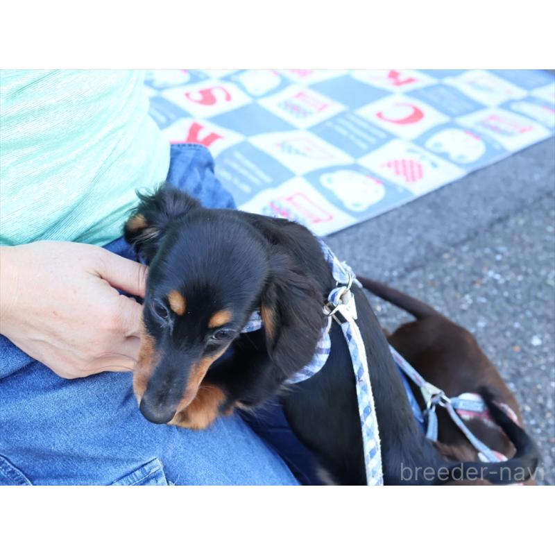 成約済の愛知県のミニチュアダックスフンド(ロングヘアード)-409131の7枚目