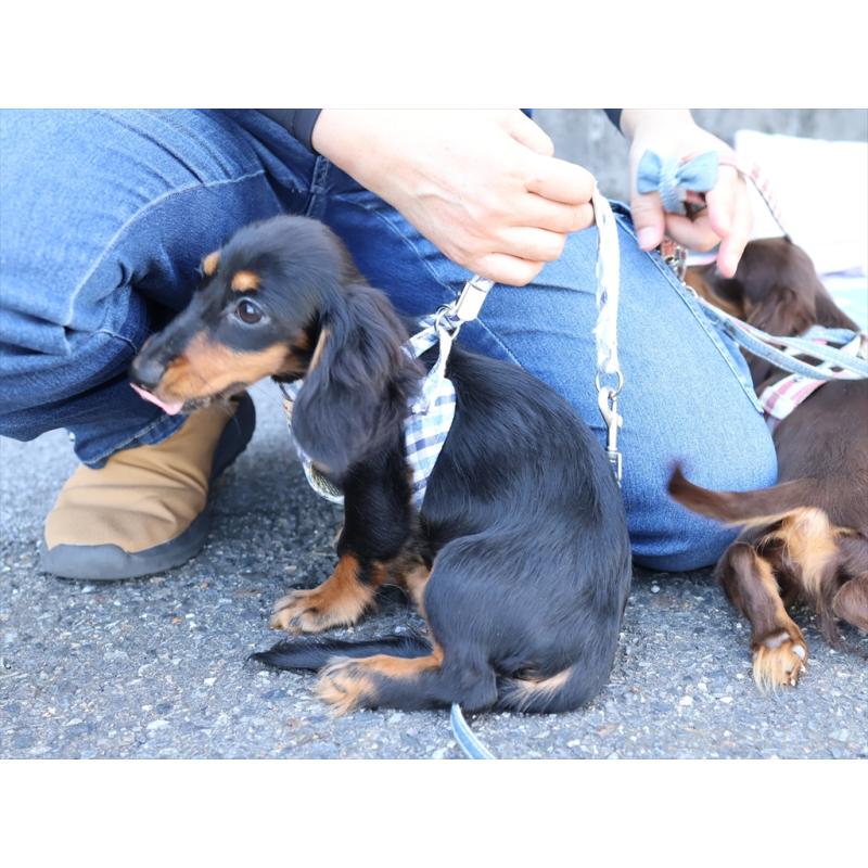 成約済の愛知県のミニチュアダックスフンド(ロングヘアード)-409131の6枚目