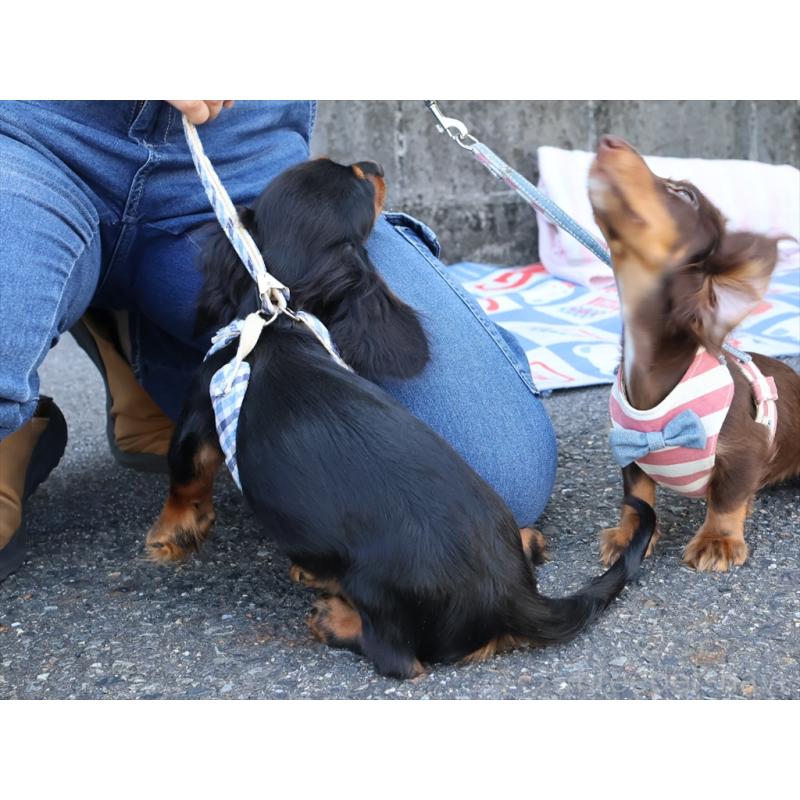 成約済の愛知県のミニチュアダックスフンド(ロングヘアード)-409131の5枚目