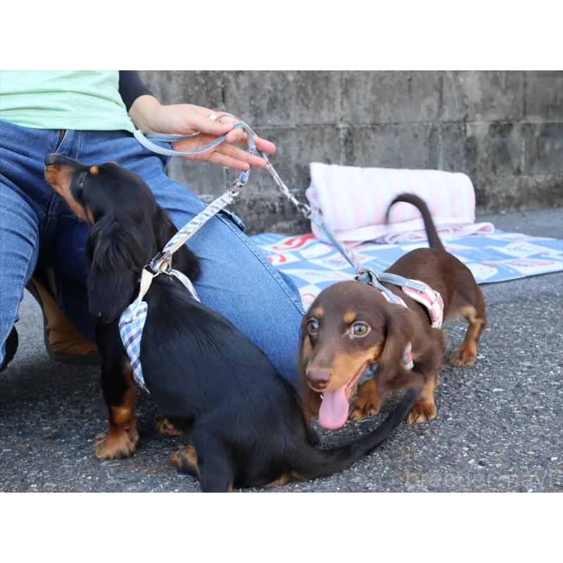 成約済の愛知県のミニチュアダックスフンド(ロングヘアード)-409131の4枚目