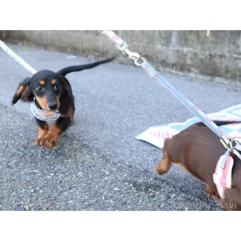 成約済の愛知県のミニチュアダックスフンド(ロングヘアード)-409131の3枚目