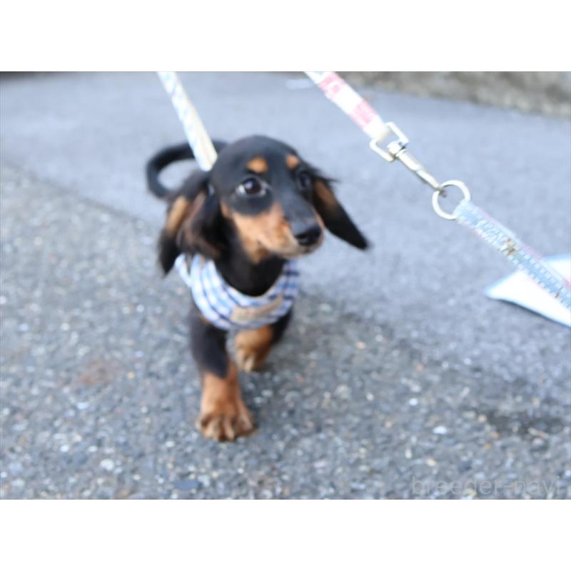 成約済の愛知県のミニチュアダックスフンド(ロングヘアード)-409131の2枚目