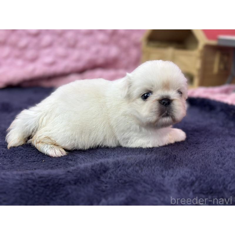 販売中の茨城県のペキニーズ-410059の12枚目