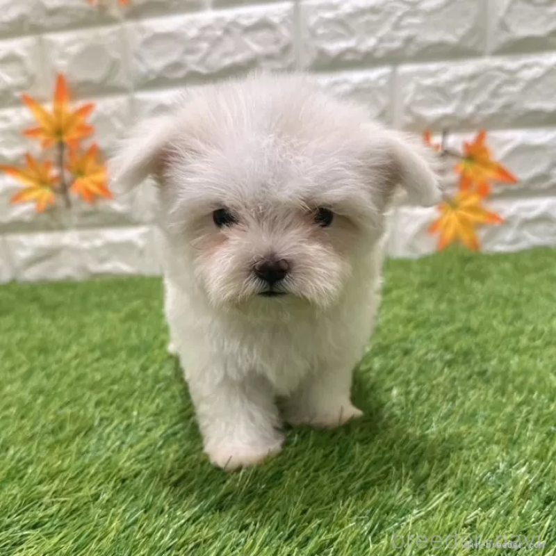 成約済の愛知県のマルチーズ-405224