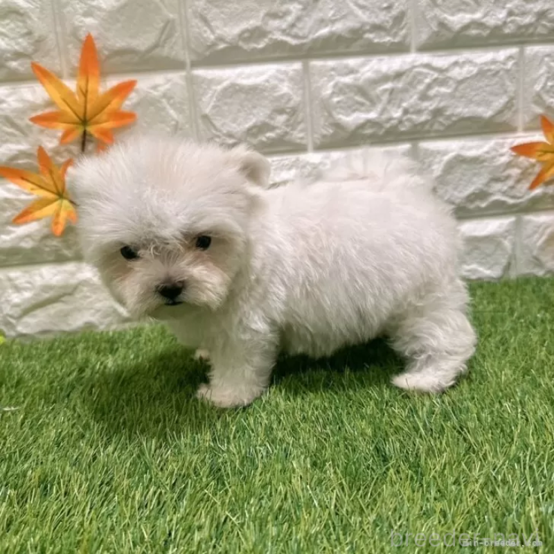 成約済の愛知県のマルチーズ-405224の5枚目