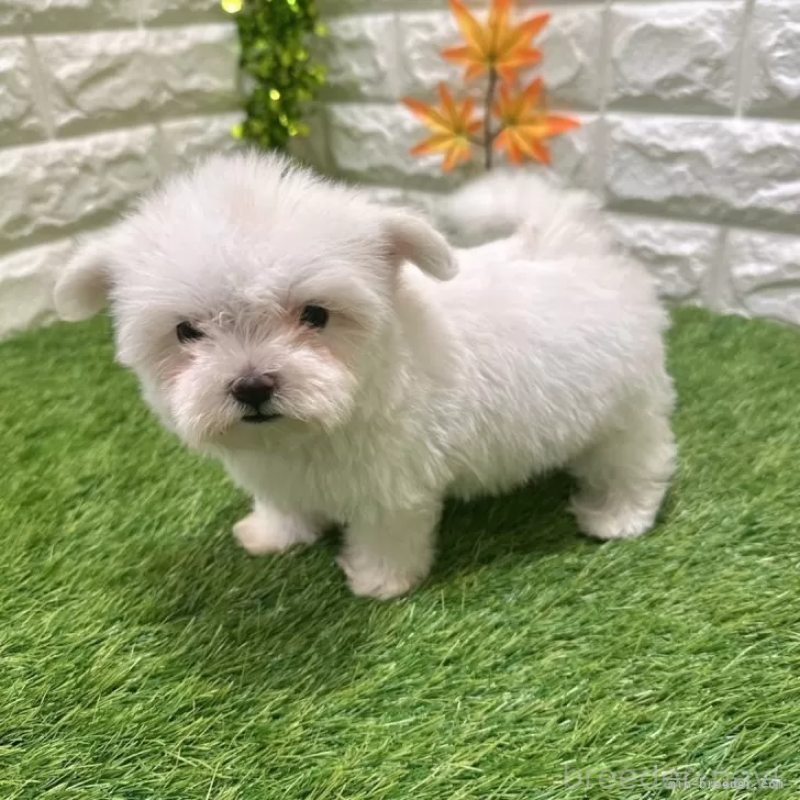 成約済の愛知県のマルチーズ-405224の3枚目