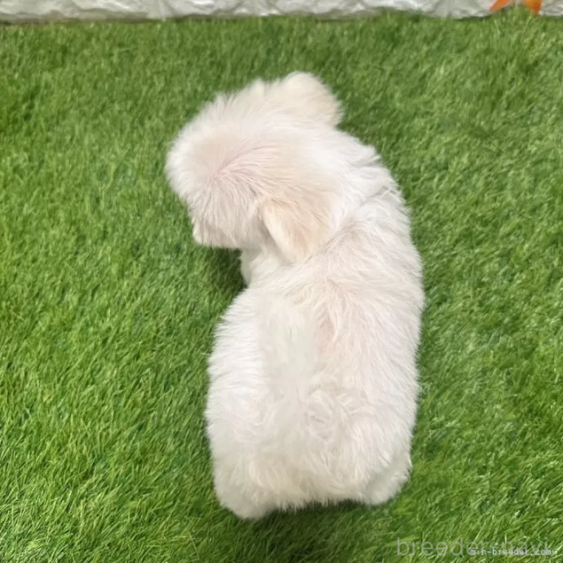 成約済の愛知県のマルチーズ-405224の2枚目