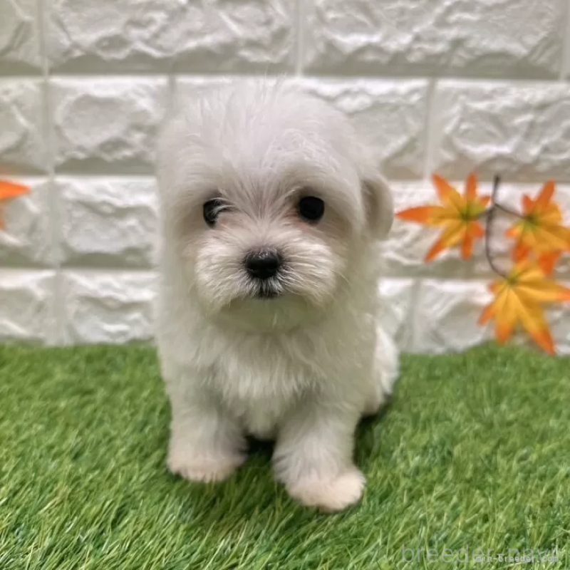 成約済の愛知県のマルチーズ-405221