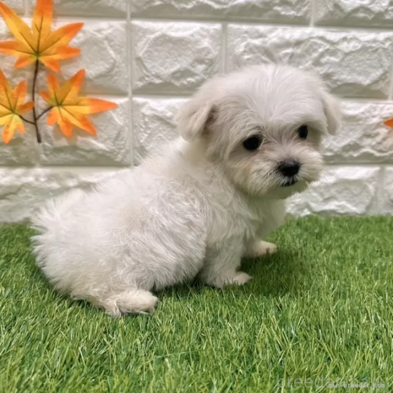 成約済の愛知県のマルチーズ-405221の5枚目