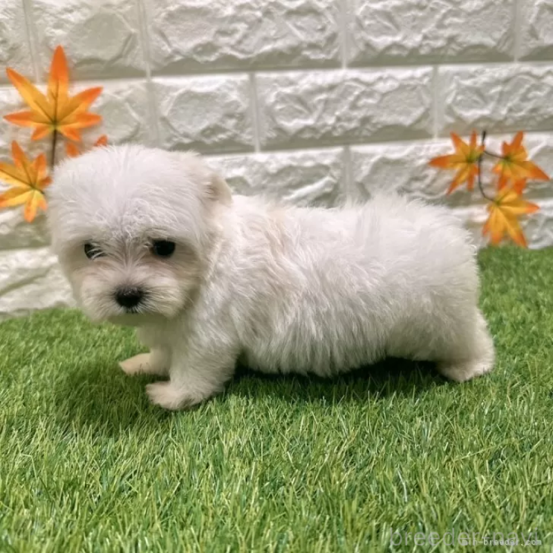 成約済の愛知県のマルチーズ-405221の4枚目