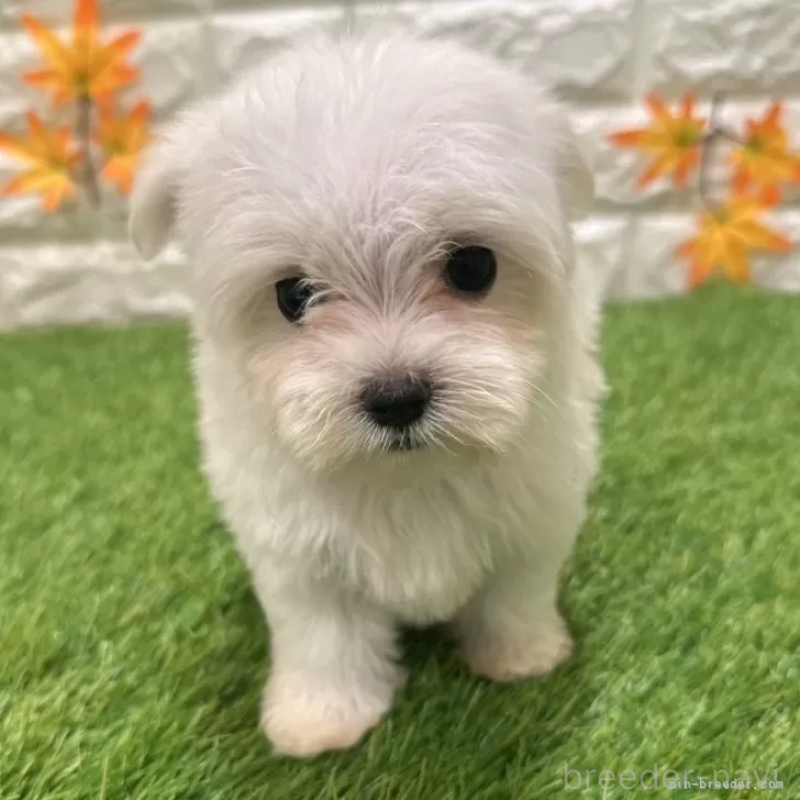 成約済の愛知県のマルチーズ-405221の3枚目