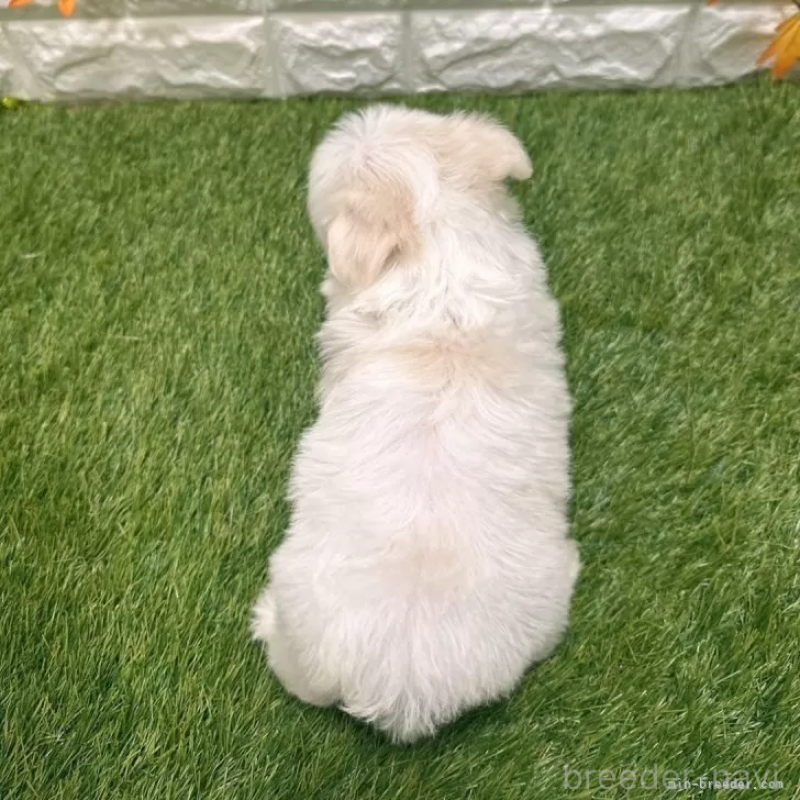 成約済の愛知県のマルチーズ-405221の2枚目