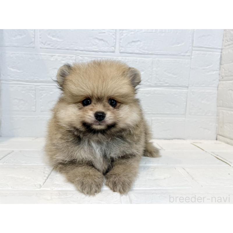 販売中の山口県のポメラニアン-410261の2枚目