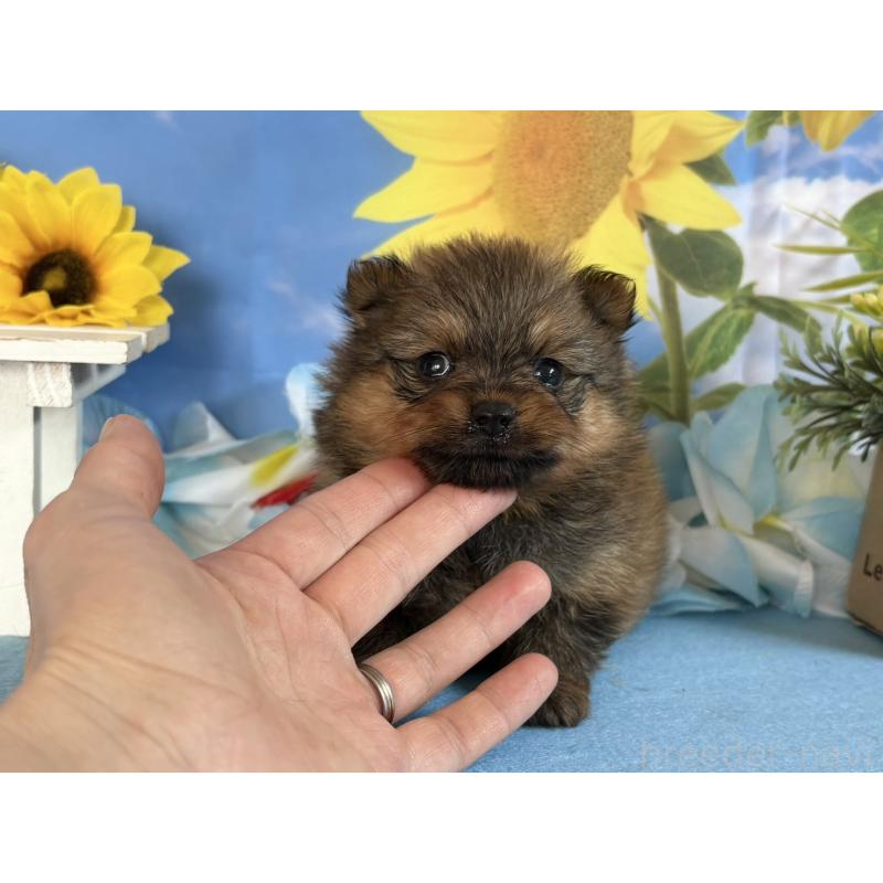 販売中の秋田県のポメラニアン-410284の1枚目