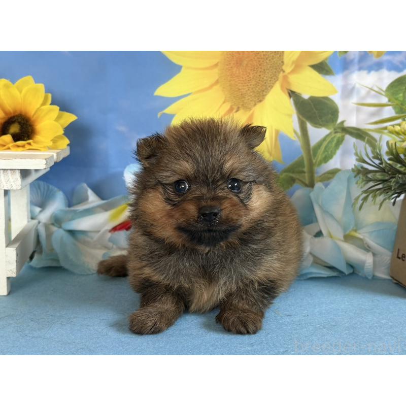 販売中の秋田県のポメラニアン-410284の4枚目