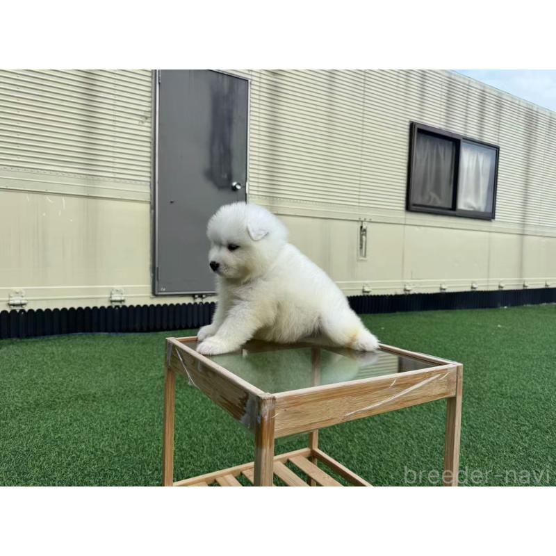 販売中の栃木県のサモエド-410294の3枚目