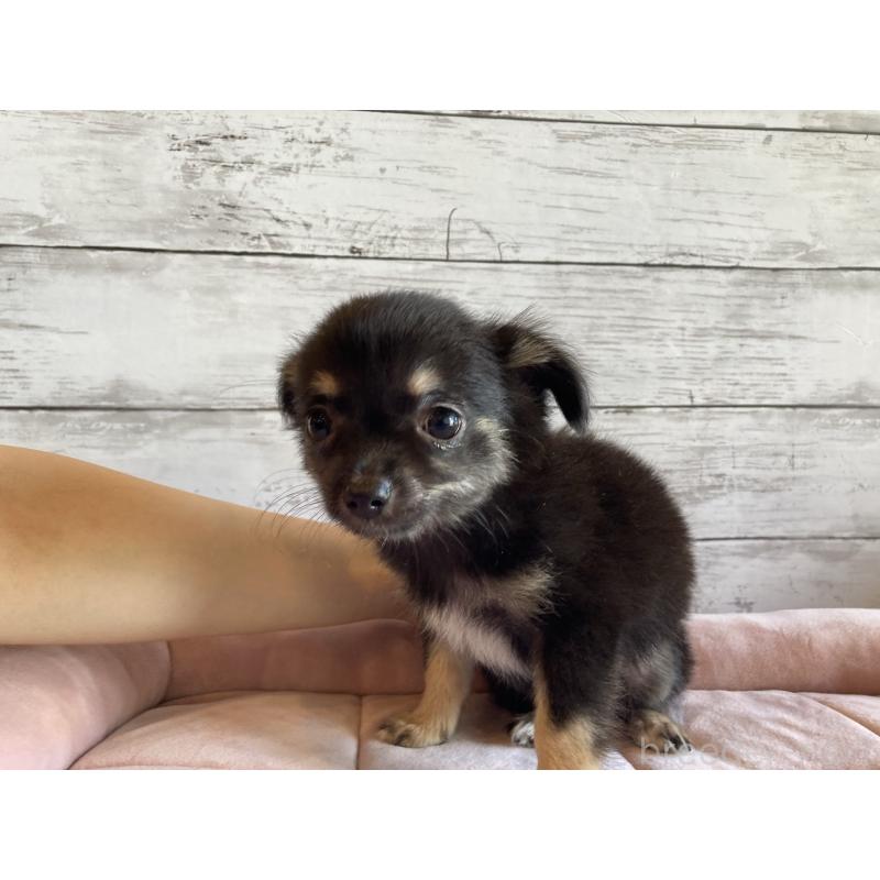 販売中の北海道のミックス犬-400905の4枚目