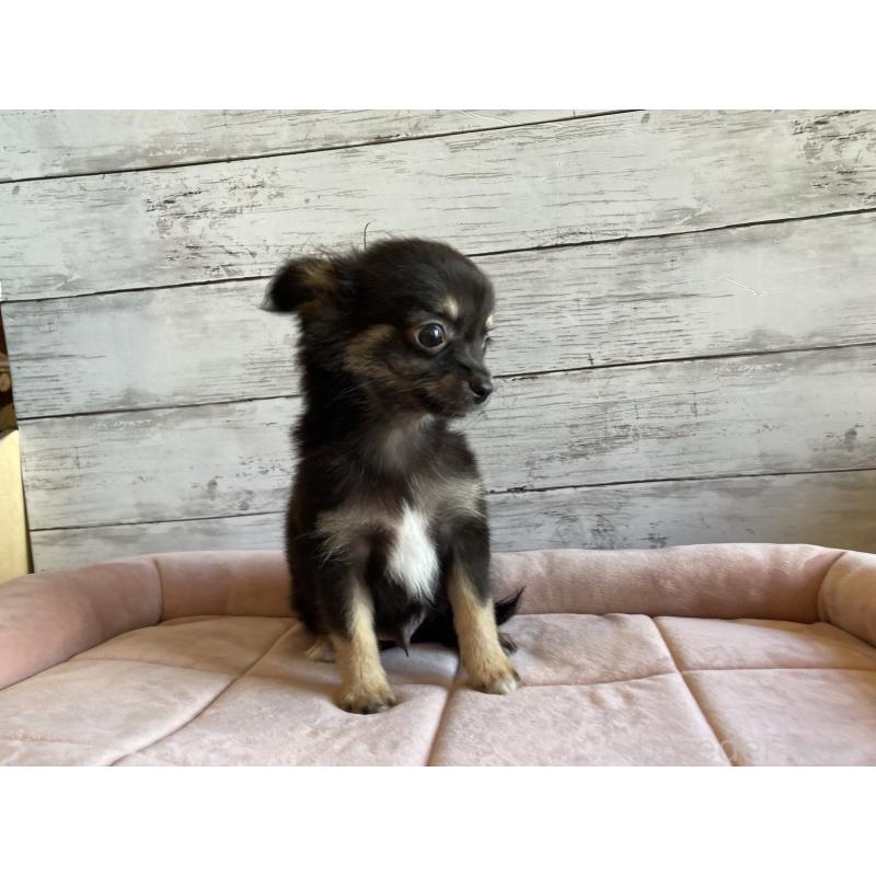 販売中の北海道のミックス犬-400905の3枚目