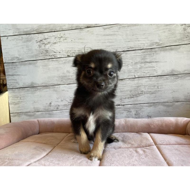 販売中の北海道のミックス犬-400905の2枚目