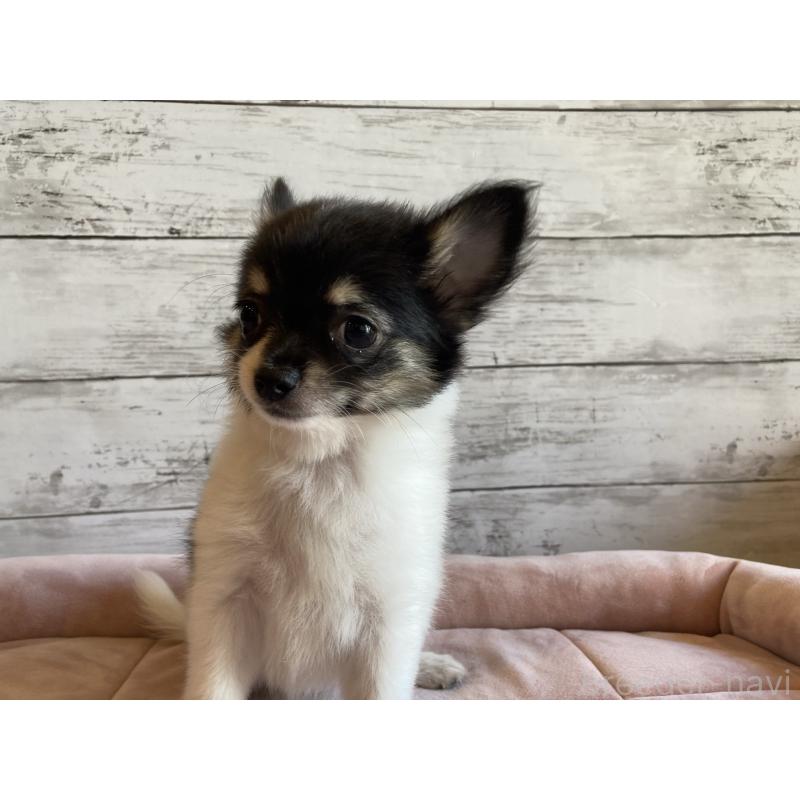 成約済の北海道のミックス犬-400907の4枚目