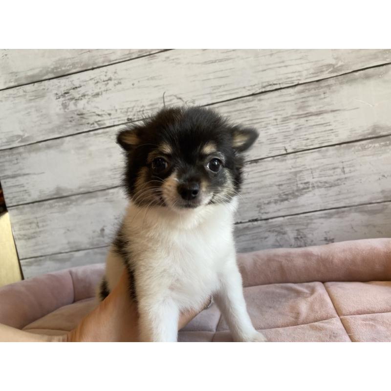 成約済の北海道のミックス犬-400907の3枚目