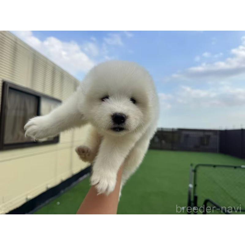 販売中の栃木県のサモエド-410313の4枚目
