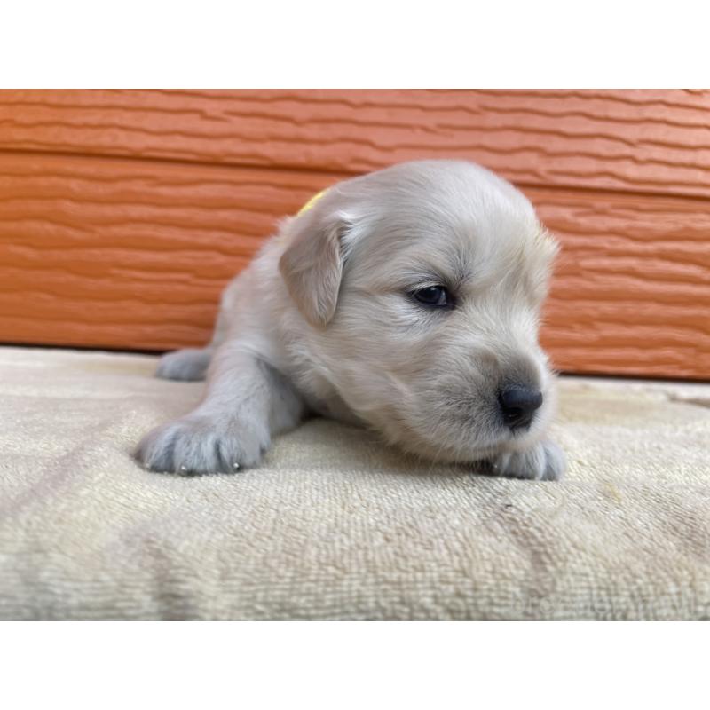 販売中の茨城県のゴールデンレトリーバー-410320の20枚目